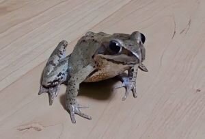 frog1730156910667.jpg